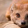 MongoOse