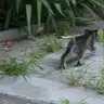 tigr