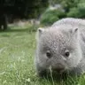 Womby