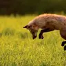 Эля