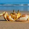 Mr. Crabs