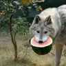 Juggler