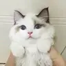 swenZzy
