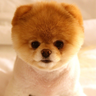 Golden_FrOsT