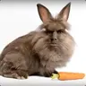 РАБ БОЖЫЙ
