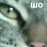 madmeow