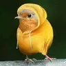 dudeover