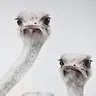 obr