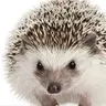 РєР»СЏРєРІРёРє