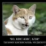 Кис-Кис