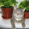 dJ.cat