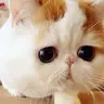 Алексейка
