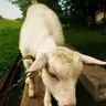bonyazored
