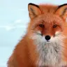 Fox25