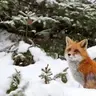 лисёнок