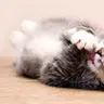 Buzinator