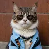 Maestro Cat
