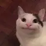 sekst