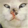 kagdamir