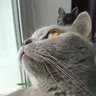 Lynxaaa