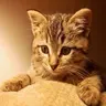 Romeo138
