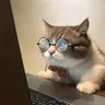 VirtualCat