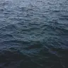 sineweaver