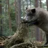 Кабанчик