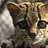 Ocelotik