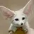 Fennec