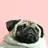 fatting_pug