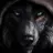wolf.sar