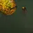 topredik