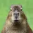 Capibara003