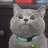 MadCat