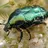 Cetonia aurata