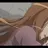 Toshima
