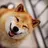 DmitryDoge