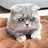 mewmowmeow