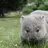 Womby