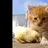 jatelas