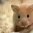 Hamster